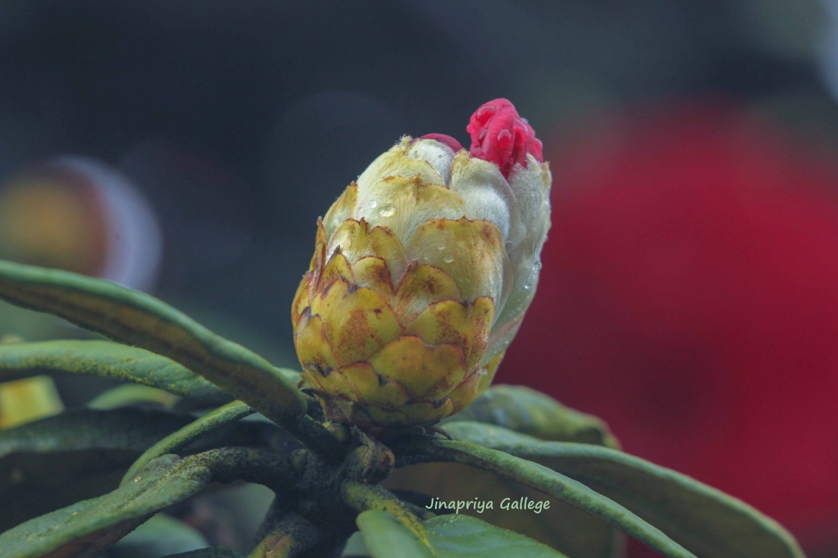 Rhododendron arboreum subsp. zeylanicum (Booth) Tagg